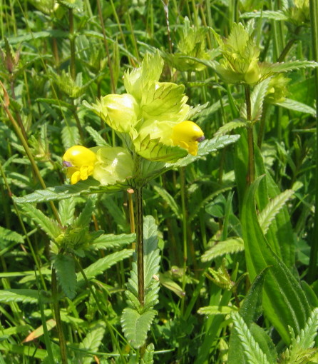Yellow-rattle flowers