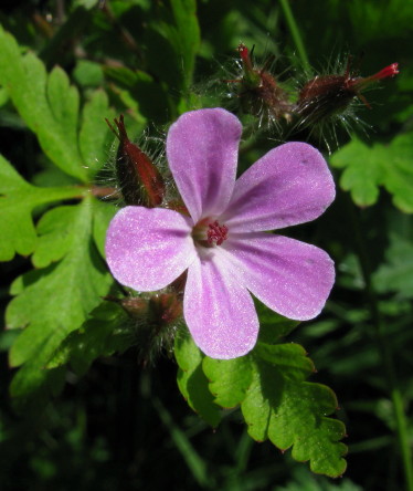 Herb Robert flower