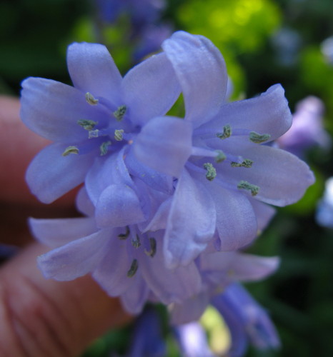 Hybrid Bluebell flowers