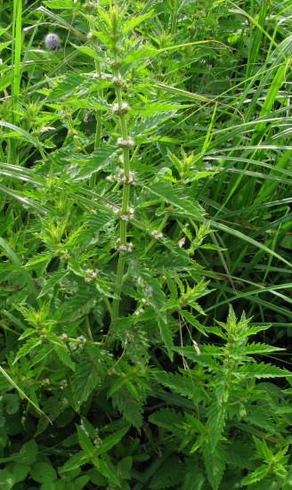 Gypsywort plant