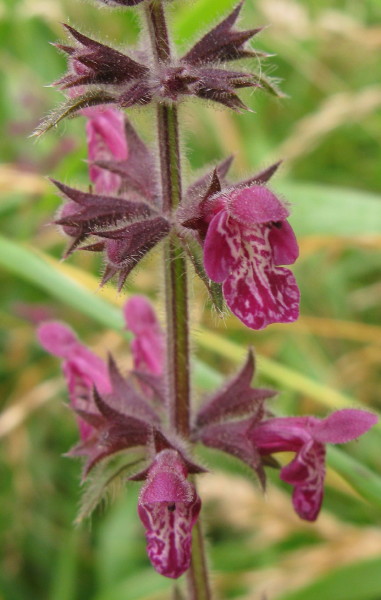 Hedge Woundwort flowers