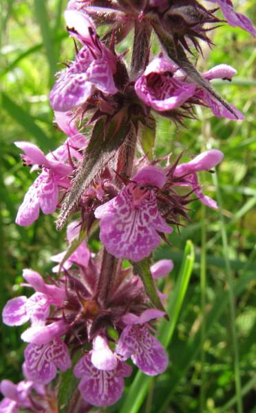 Marsh Woundwort flowers