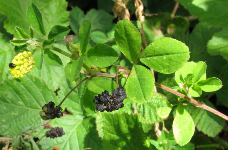 Black Medick plant