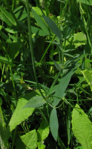 Meadow Vetchling leaves and tendrils