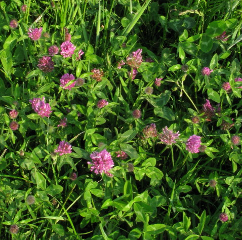 Red Clover plants