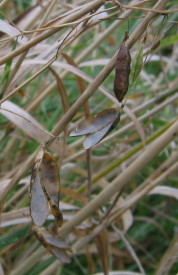 Seed-pods