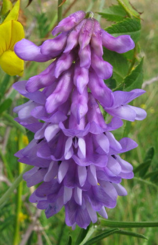Tufted Vetch flowers