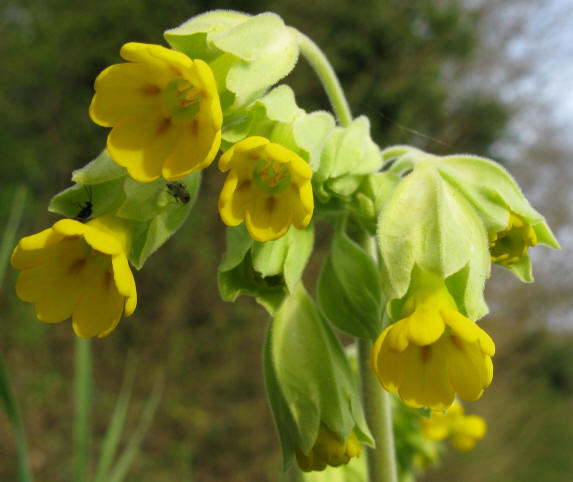 Cowslip flowers from underneath