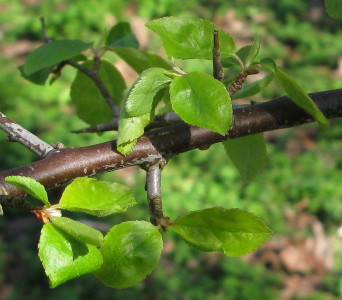 Cherry Plum leaves