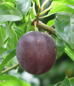 Cherry Plum fruit