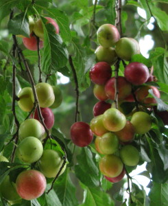 Cherry Plum fruits