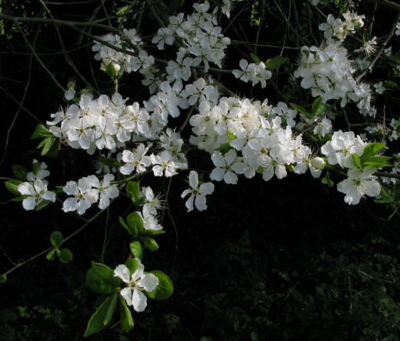 Cherry Plum flowers