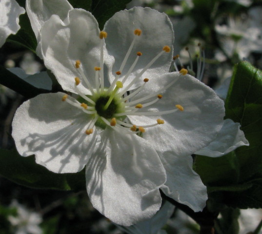 Cherry Plum flower