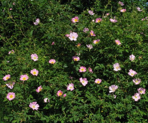 Dog-rose bush