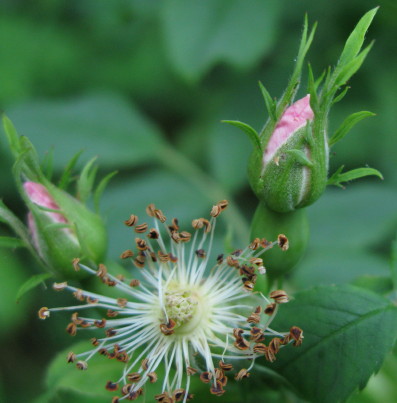 Buds and stamens