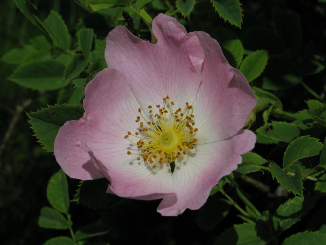 Dog-rose flower
