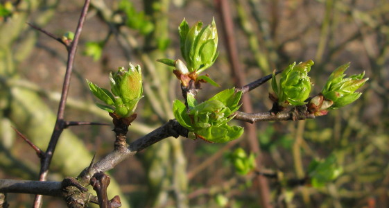 Hawthorn early leaves