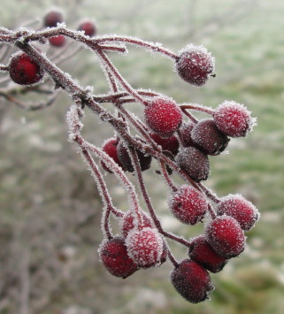 Berries with frost