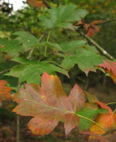 Wild Service-tree leaves