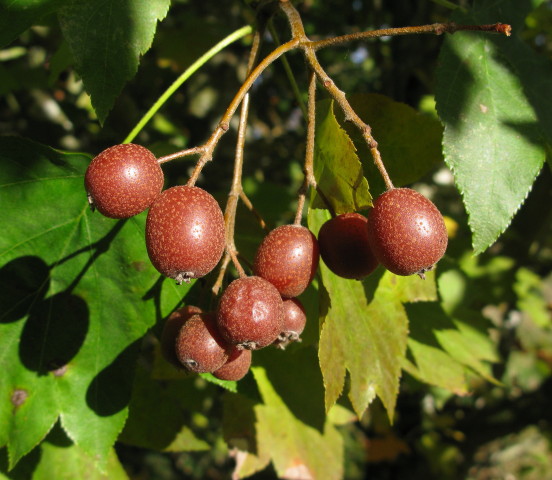 Wild Service-tree berries