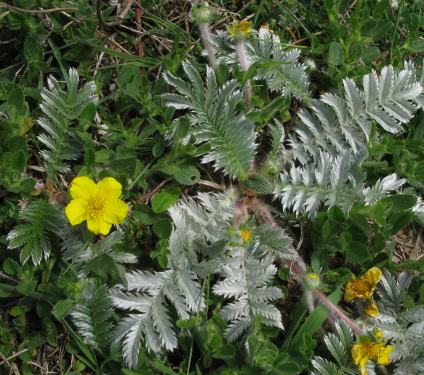 Silverweed plant