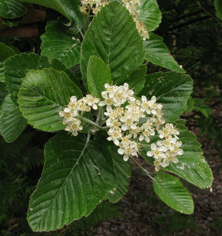 Whitebeam flowers and leaves