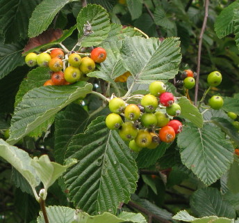 Early berries