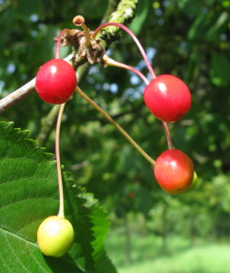 Wild Cherry fruits