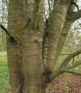 Ringed trunk