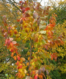 Wild Cherry autumn colours