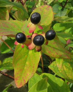 Tutsan berries