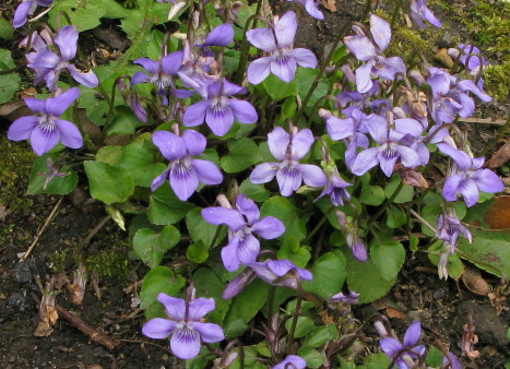 Dog-violet plants