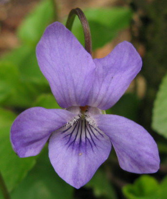 Dog-violet flower