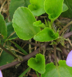 Dog-violet leaves