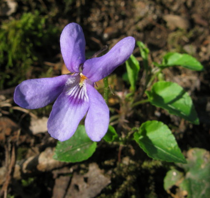 Early Dog-violet plants