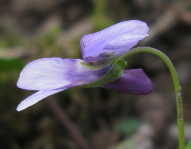 Early Dog-violet flower
