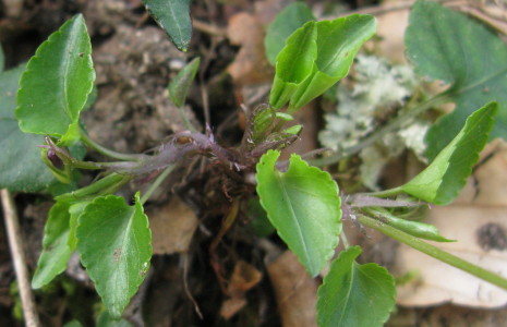 Early Dog-violet leaves