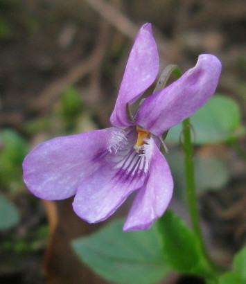Early Dog-violet flower