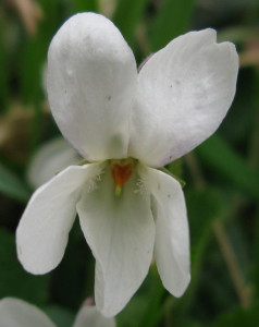 Sweet violet: white flower