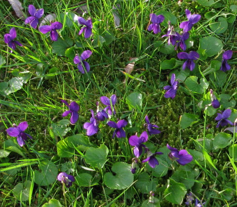 Sweet violet plants