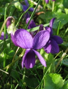 Sweet violet: violet flower