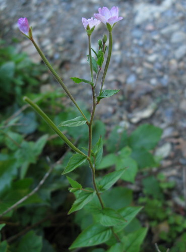 Broad-leaved Willowherb plants