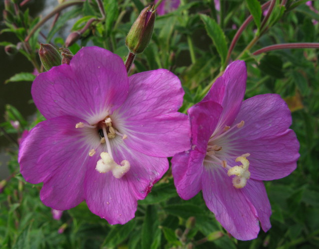 Great Willowherb flowers