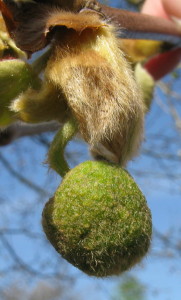 Early male catkins