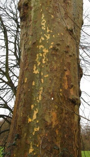 London Plane tree bark