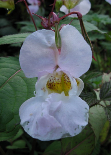 Balsam pale flower