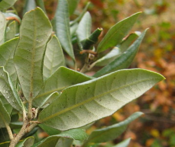 Leaf underside