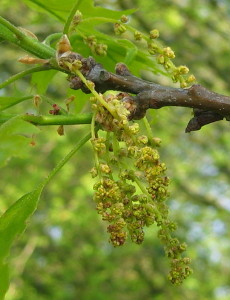 Oak male flowers
