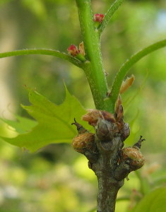 Oak female flowers