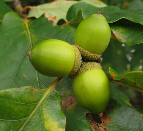 Sessile oak acorns